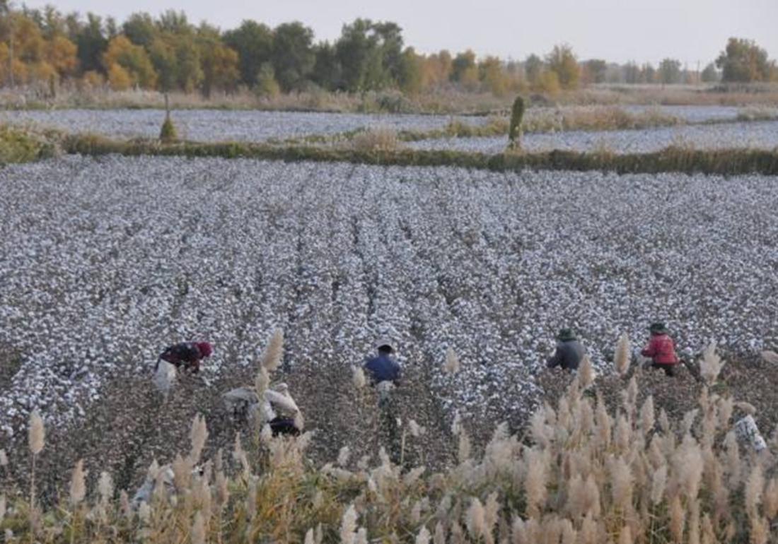 麦棉套种高产栽培技术,棉田套种哪种最好