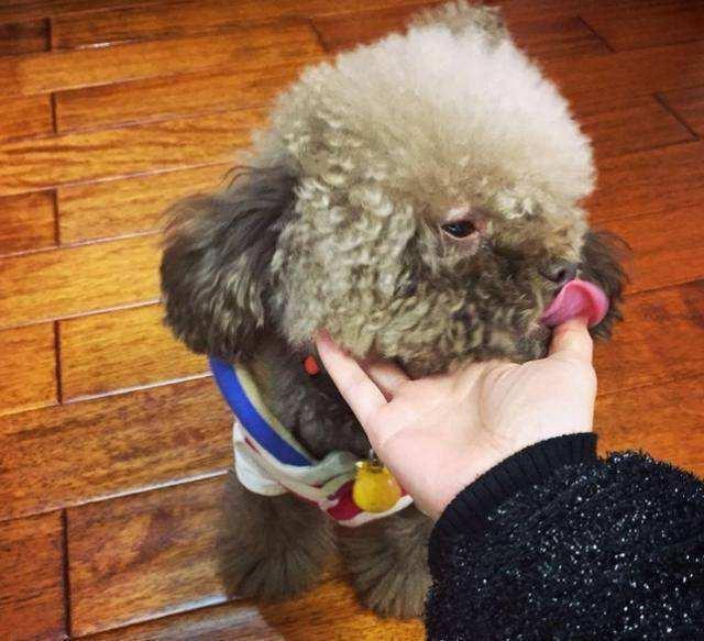 泰迪犬毛褪色怎么办,泰迪犬褪色怎么办