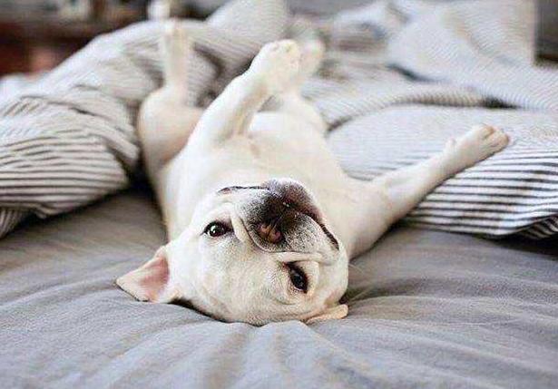 养法国斗牛犬应该注意什么,养法国斗牛犬要注意的事项秋天