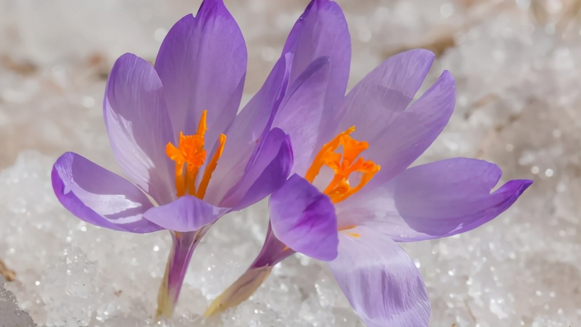 给青年教师的36条成长建议读后感,读书给教师的建议