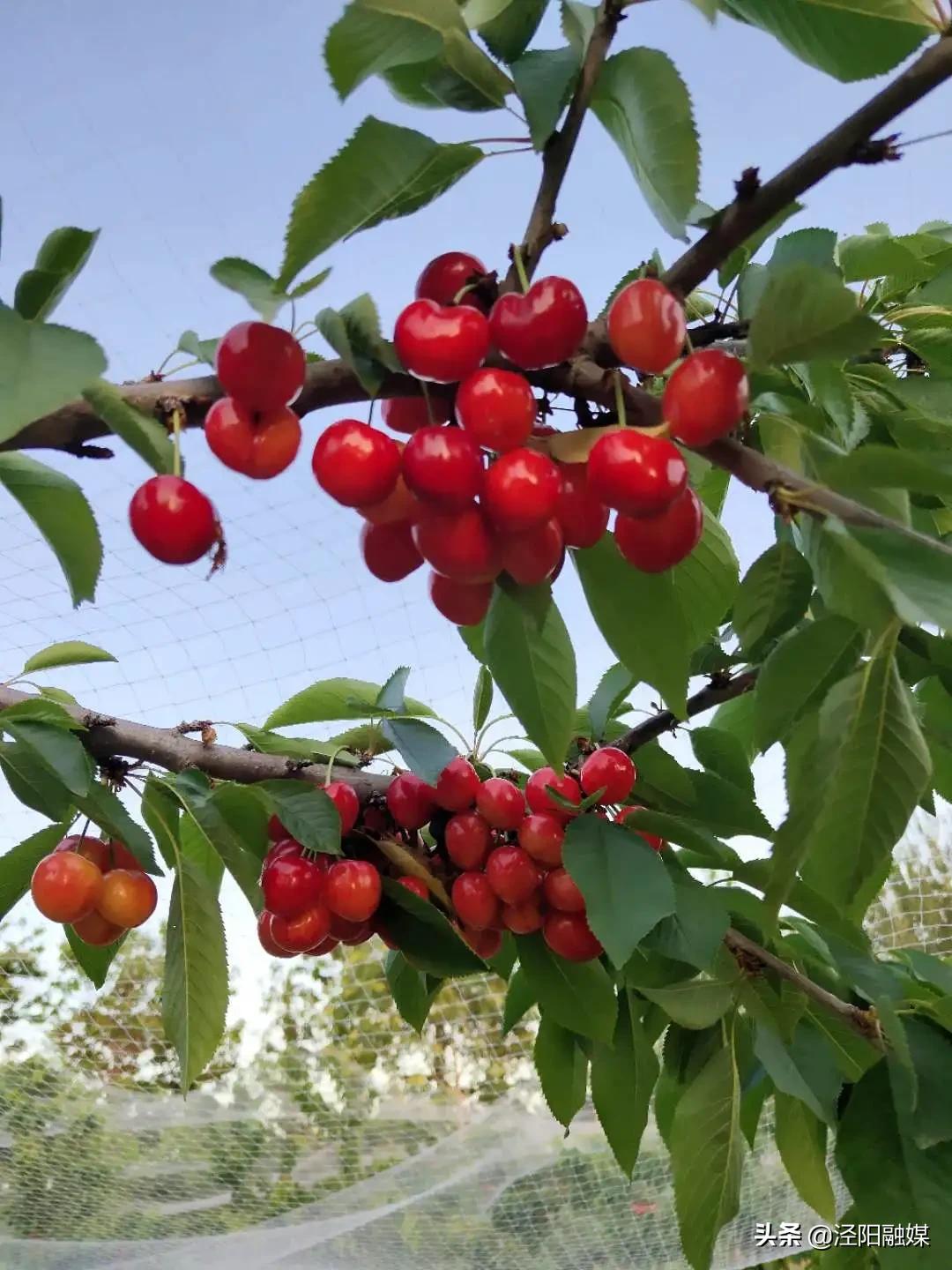 泾阳大樱桃,吃樱桃需要注意哪些事项