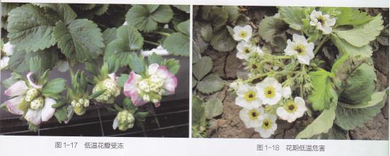 高产的高架草莓无土栽培技术,有机草莓的大棚种植与管理技术