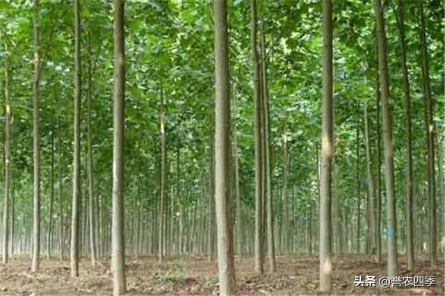 丛生白蜡栽植技术,兰州小叶白蜡种植