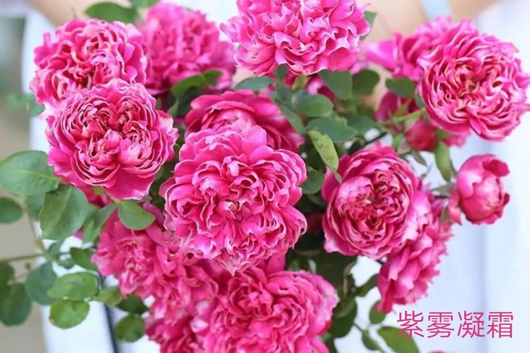 适合做切花的月季品种,十大公认最好切花月季