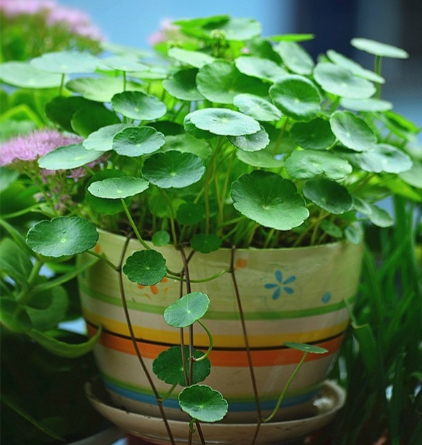 好养的盆栽花卉排名前十,盆栽花比较好养的有哪些