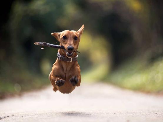 狗狗一直啃咬手怎么回事,狗狗一直抓挠啃咬身体要怎么办