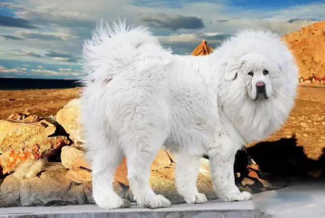 推荐各种狗狗的类型,10种有型罕见的狗狗