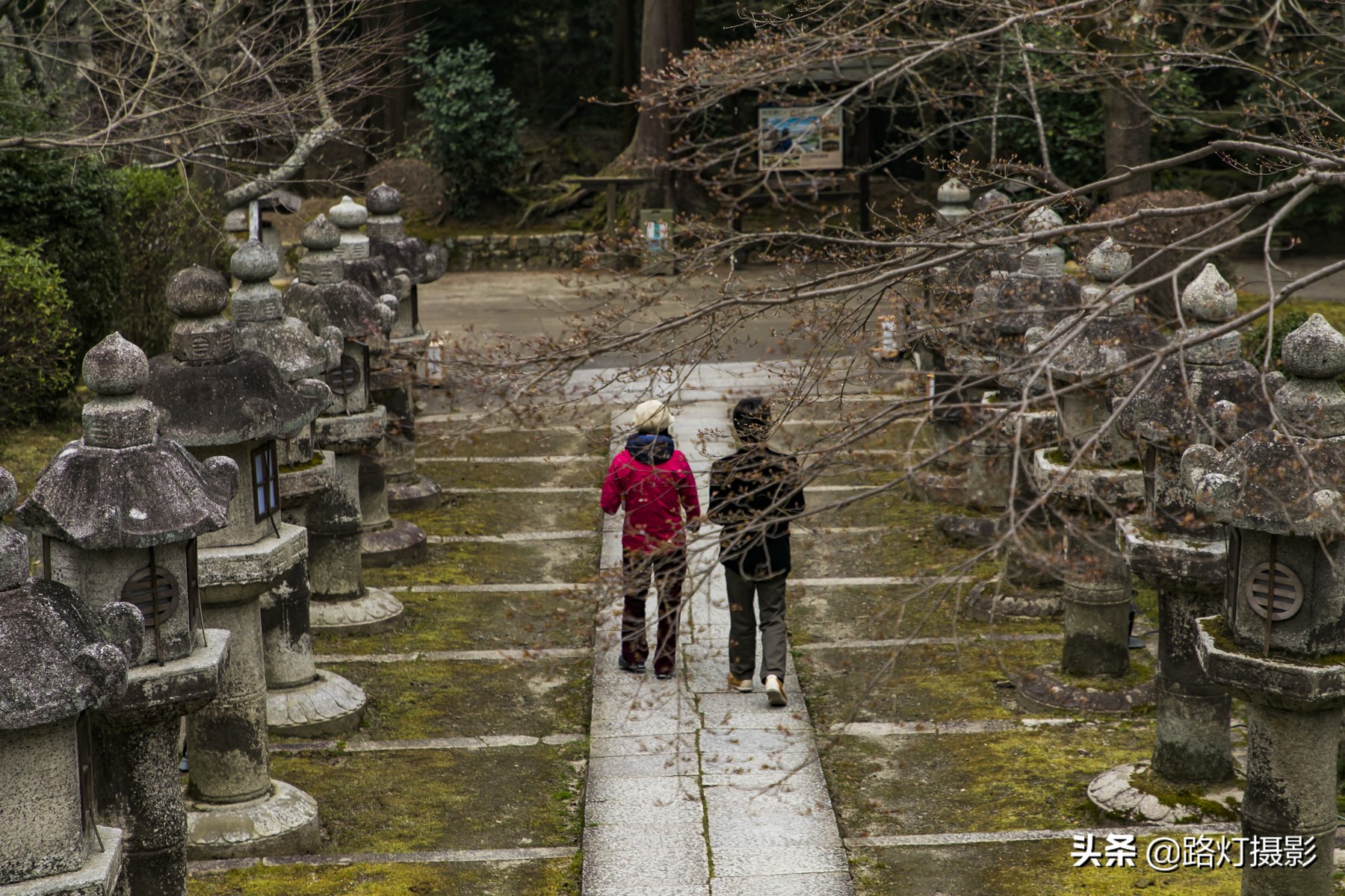 2020日本赏樱花路线,赏樱季去日本看全球最美樱花