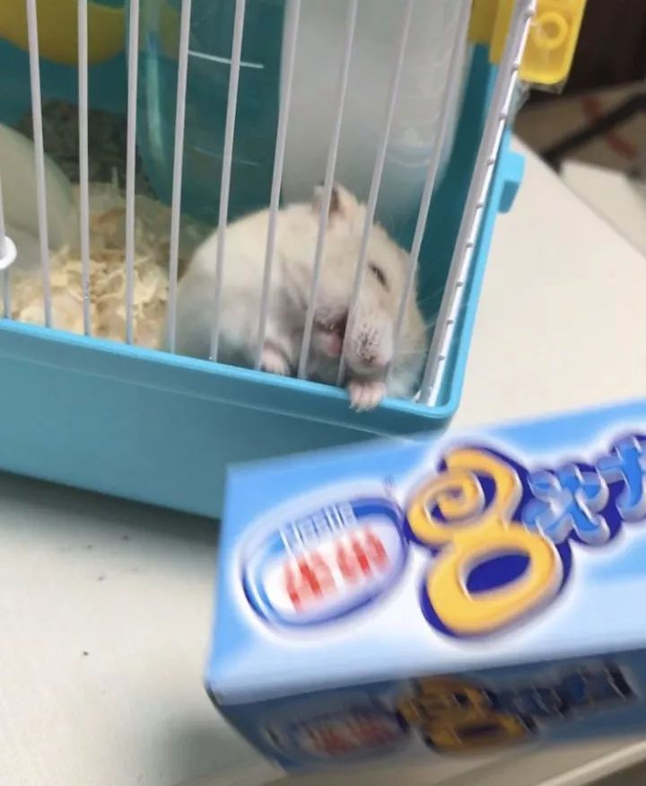 养仓鼠7天就死了,养仓鼠养到破产