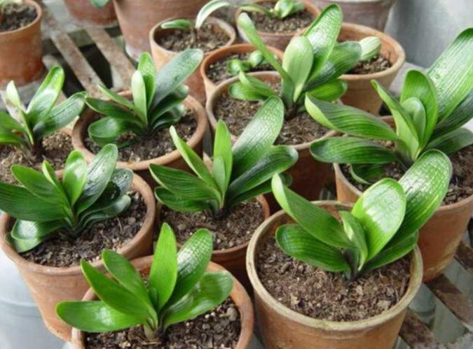 君子兰的种子育苗多长时间能出苗,君子兰用不发酵松针育苗可以吗