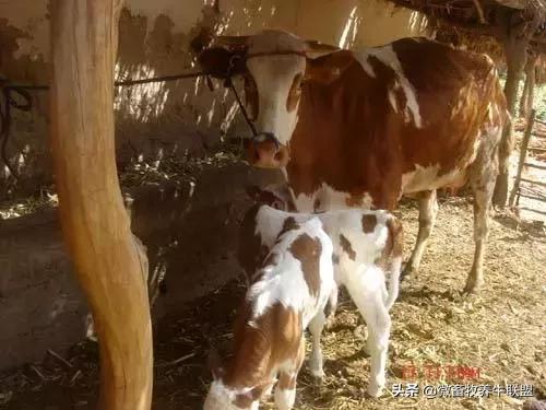 母牛产后的正确饲养管理,成年母牛的生理特点和管理方法