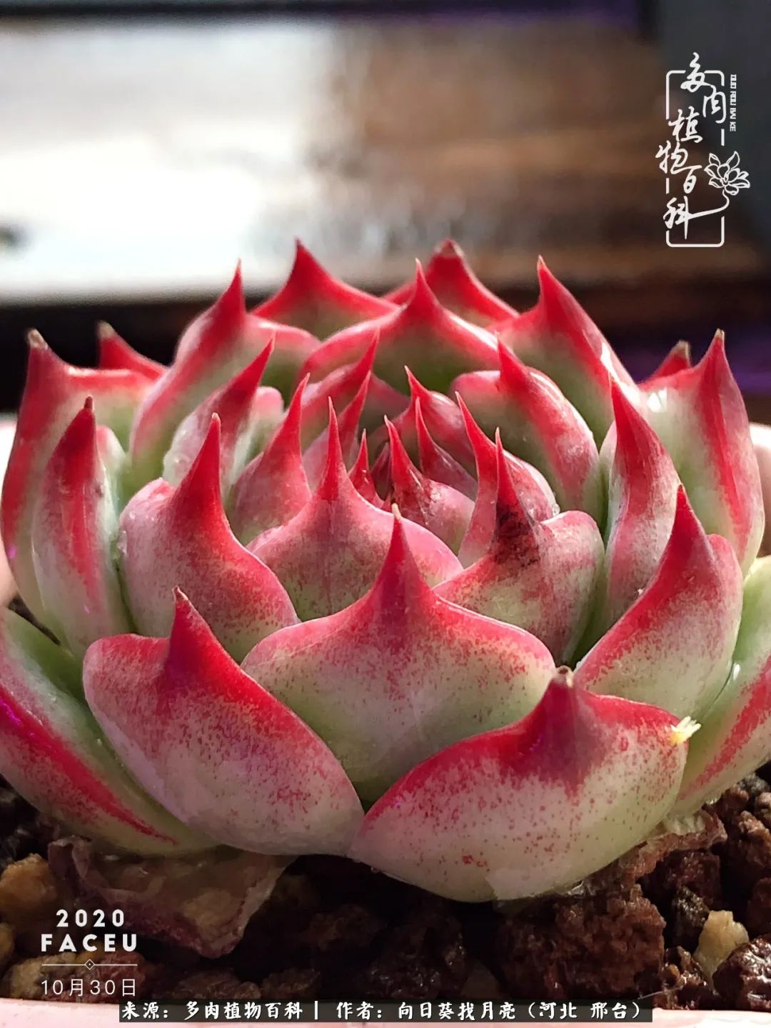 耐高温适合露养的多肉,冬日的露养多肉