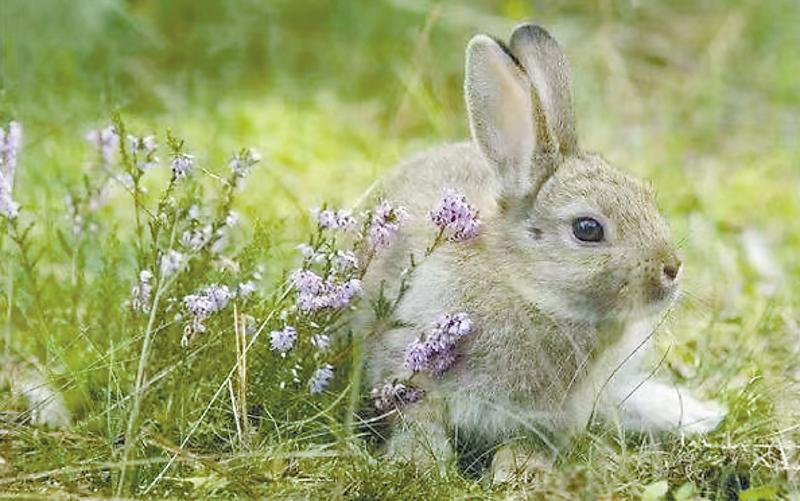 林草科普视频,林草科普