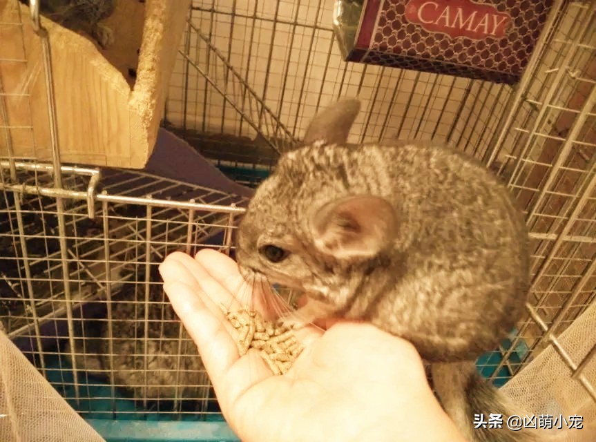 开店的伊始-龙猫宝宝