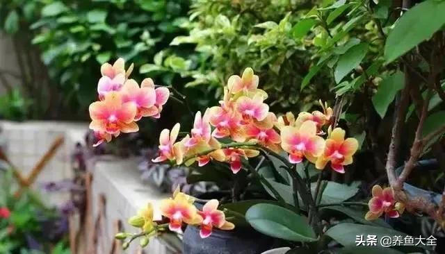 花卉盆栽的造型和修剪技术,盆栽花卉修剪方法