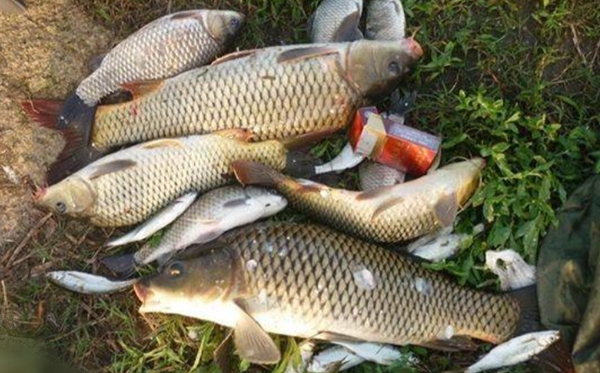 用玉米粒饵，总跑鱼？如果你没忽视这3点，那就偷着乐吧