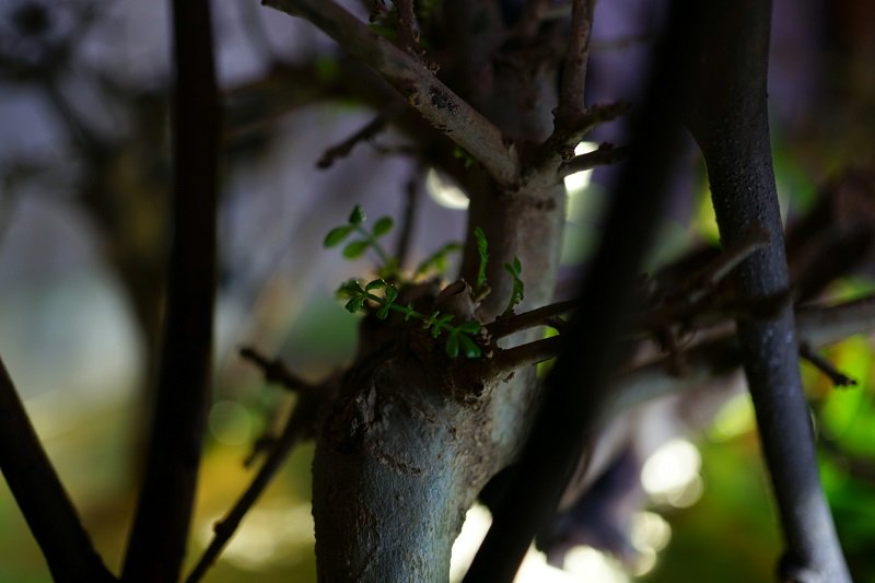 南美水族论坛推荐,南美水草造景论坛