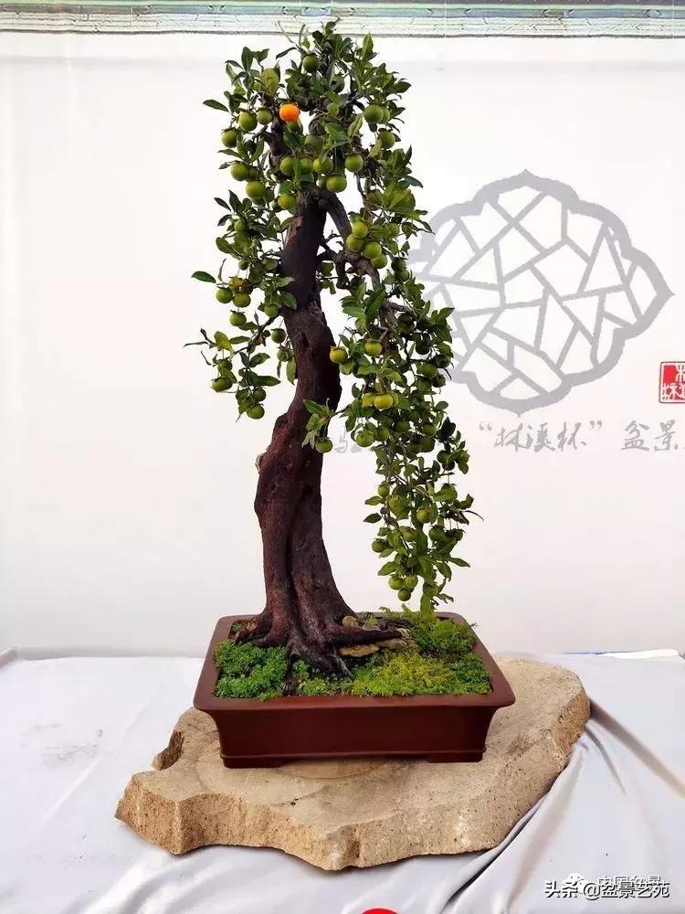 天生好养的36种盆景植物,好养的大盆景植物推荐