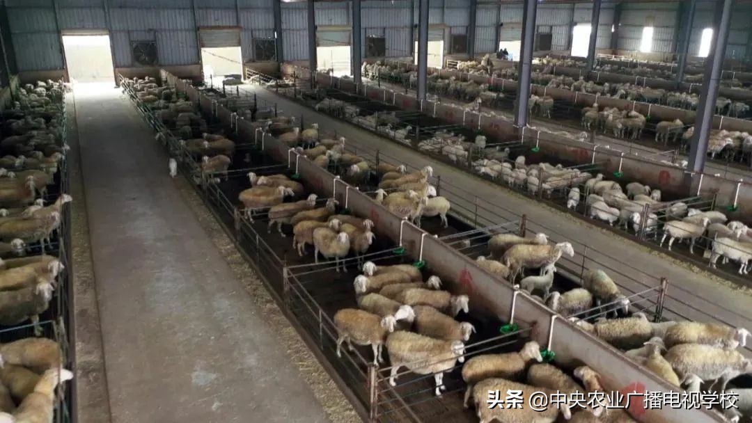 【田间示范秀】连年亏损的羊场，如何在短时间内完成逆袭？