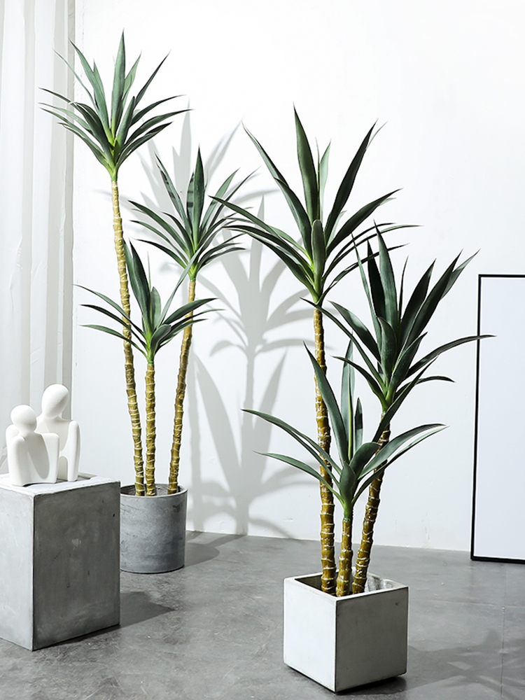 适合阳光暴晒的观叶绿植,适合室内养的高端观叶绿植