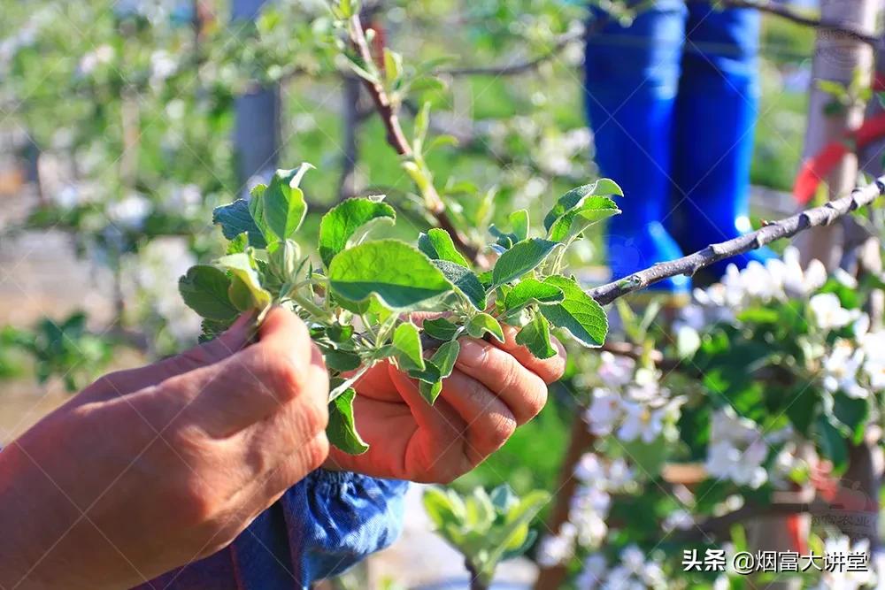 怎么增加树的叶绿素,叶绿素对树的作用