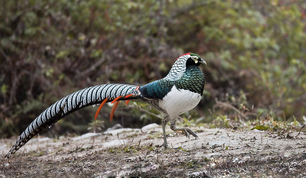 东江揽胜,惠州淡水常见鸟类图谱