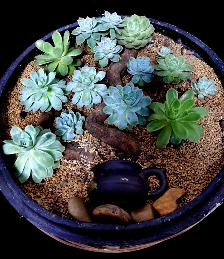 一盆仙人掌和一盆月季的故事,一个多肉的故事