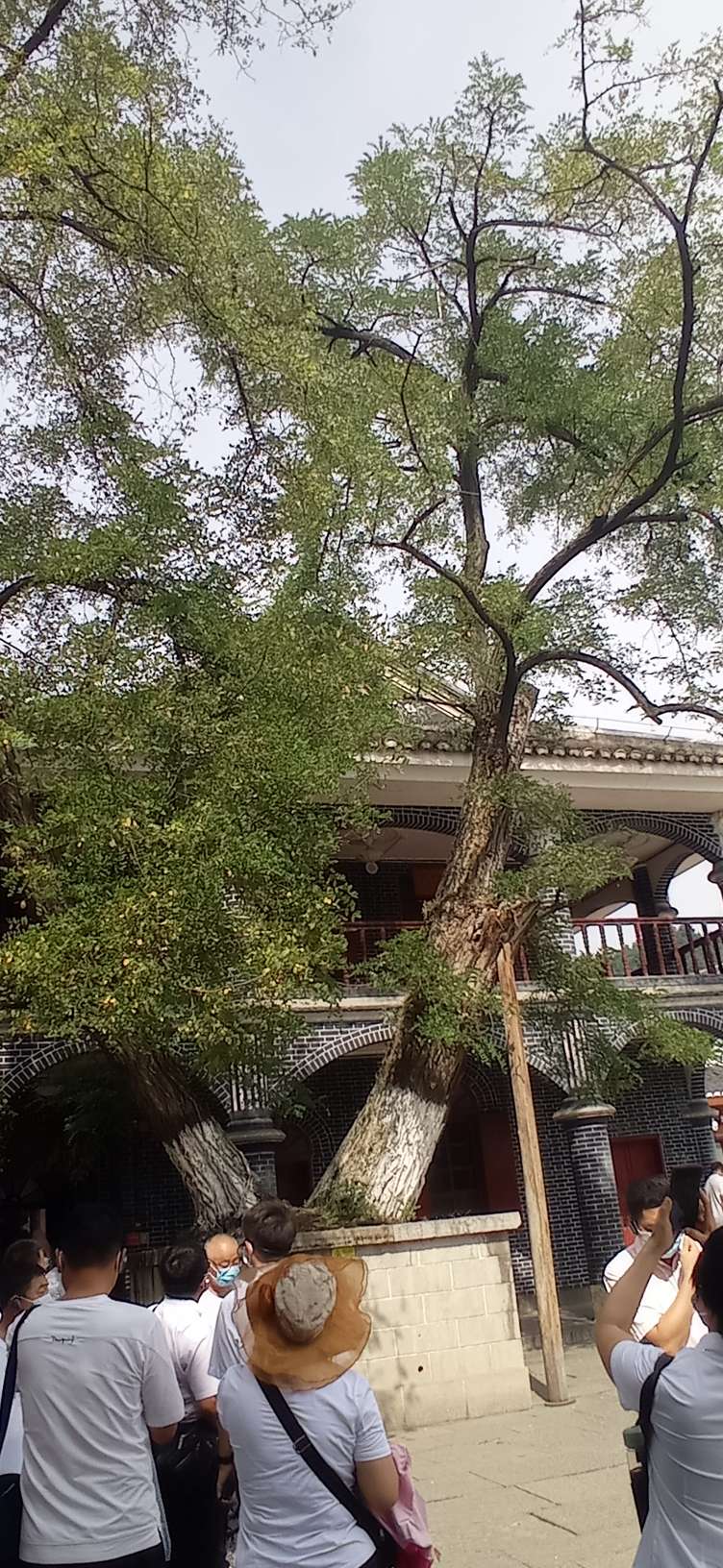 高血压朋友警惕心脏有这些症状,高血压的朋友们是怎么医好的