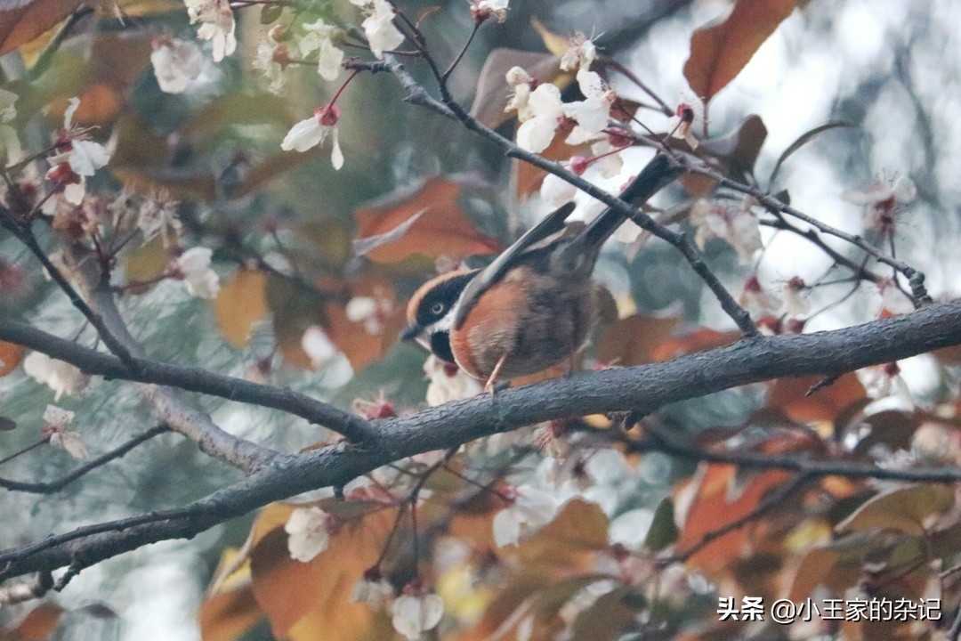国际爱鸟日天桥岭,国际爱鸟日