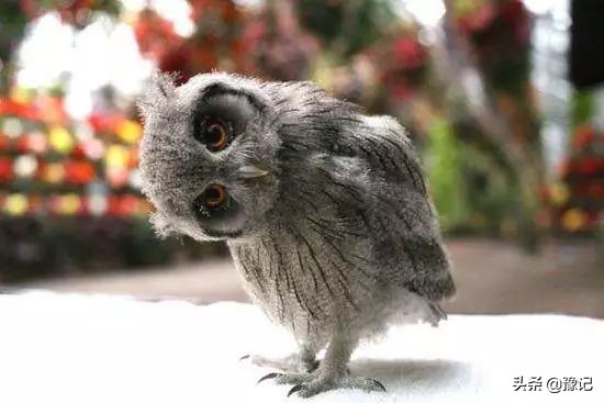 知否知否，那些鸟类的语言竟能预知福祸？