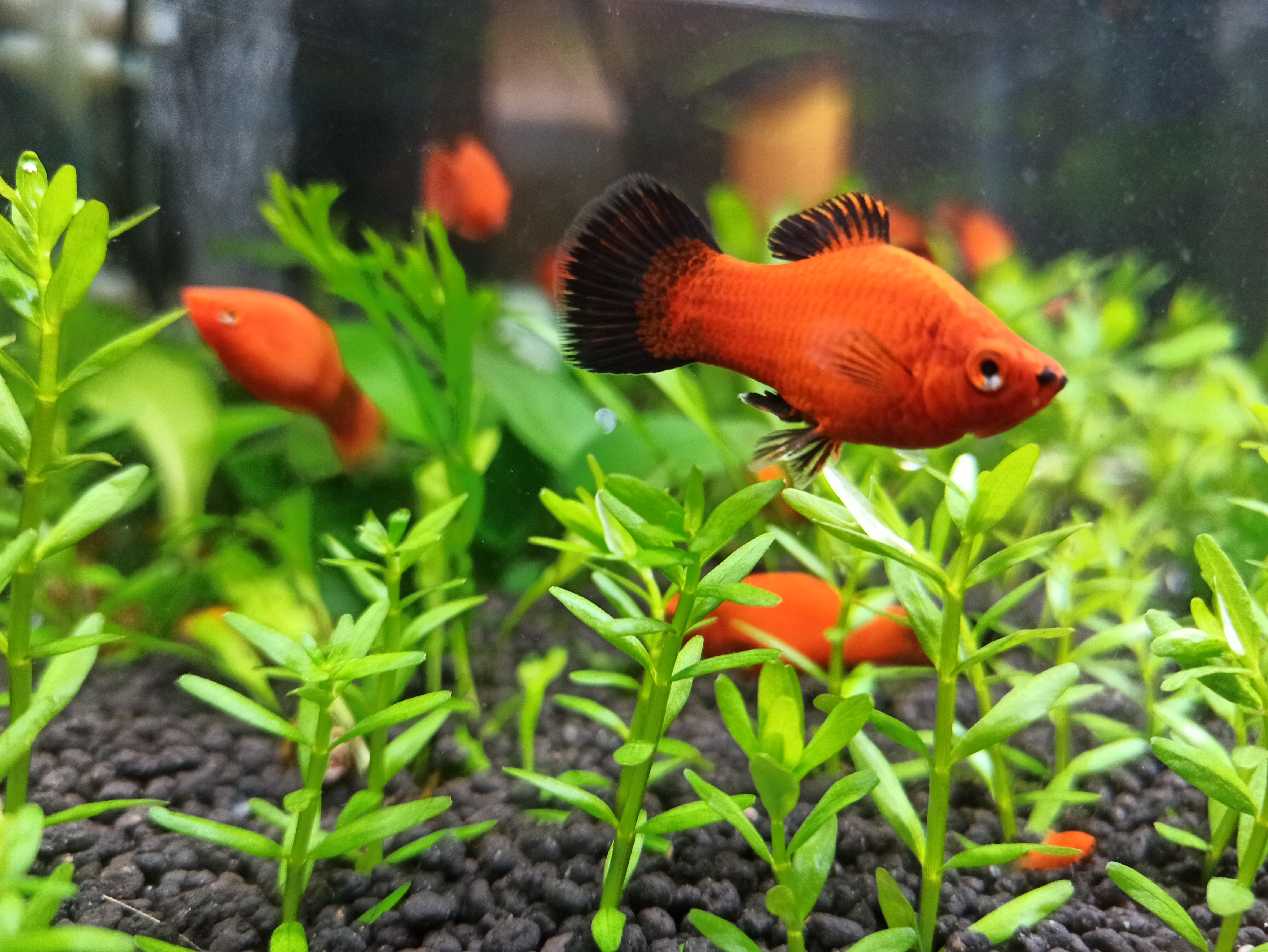 新手养鱼的正确方法和注意事项,新手养鱼的方法和注意事项