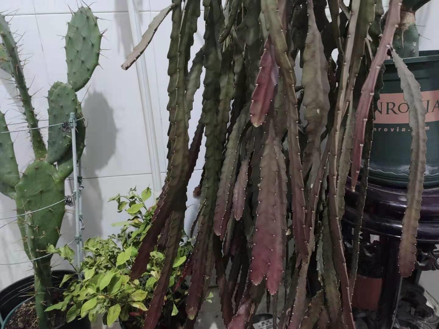 冬季供暖干燥养什么花,冬季严寒的花怎么养