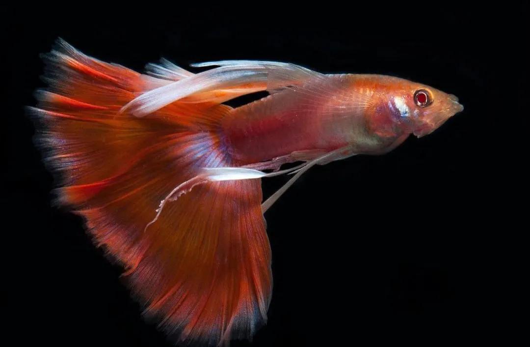 新手养鱼最好看又好养 (新手养鱼养什么最好)