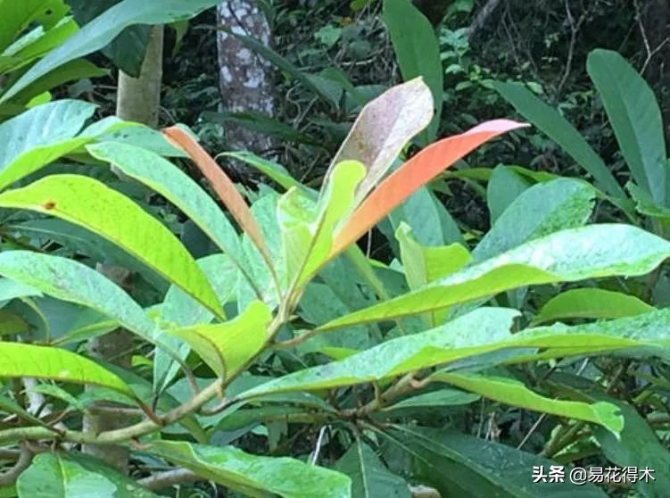 云南省国家一级保护植物图片,国家保护的植物蓝树