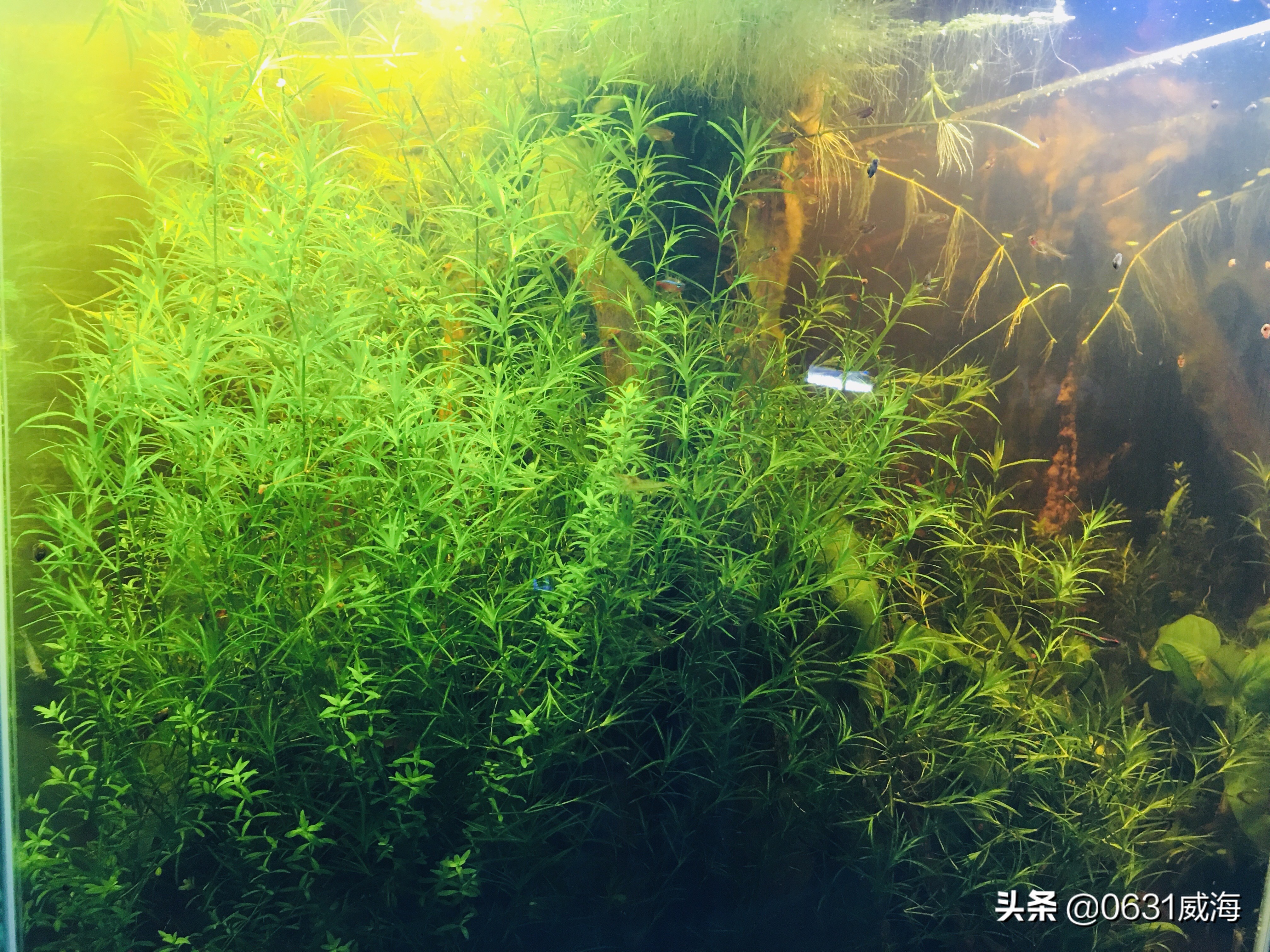 水草缸鱼缸黄水的形成及处理办法，了解一点点，养鱼养草更轻松