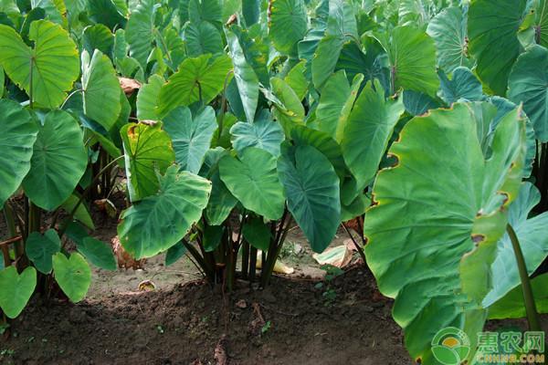 芋头每亩多少棵,大芋头种植一亩成本多少钱