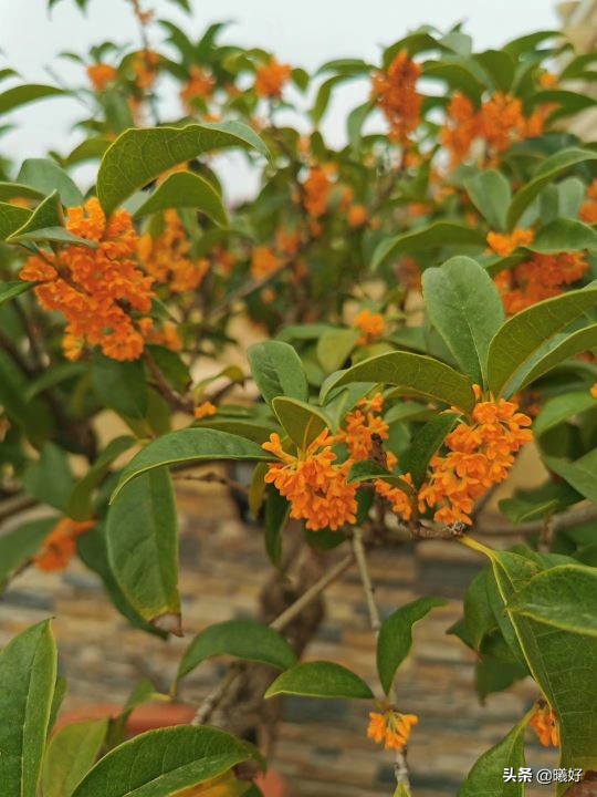 咬人的东西怎么处理,咬人的猫应该如何对待