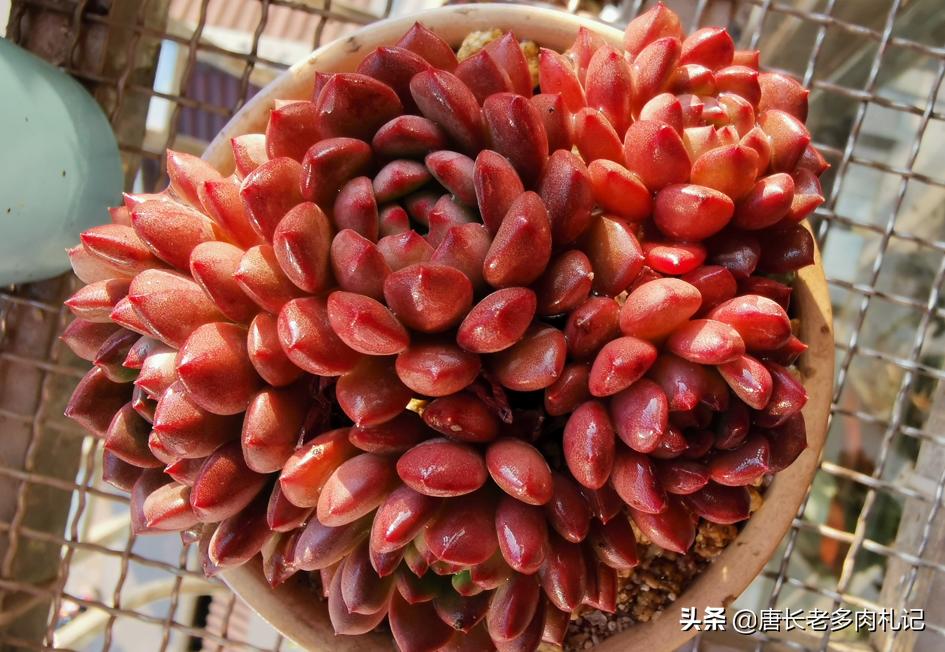 红宝石多肉什么时候换盆,多肉红宝石多长时间换一次盆