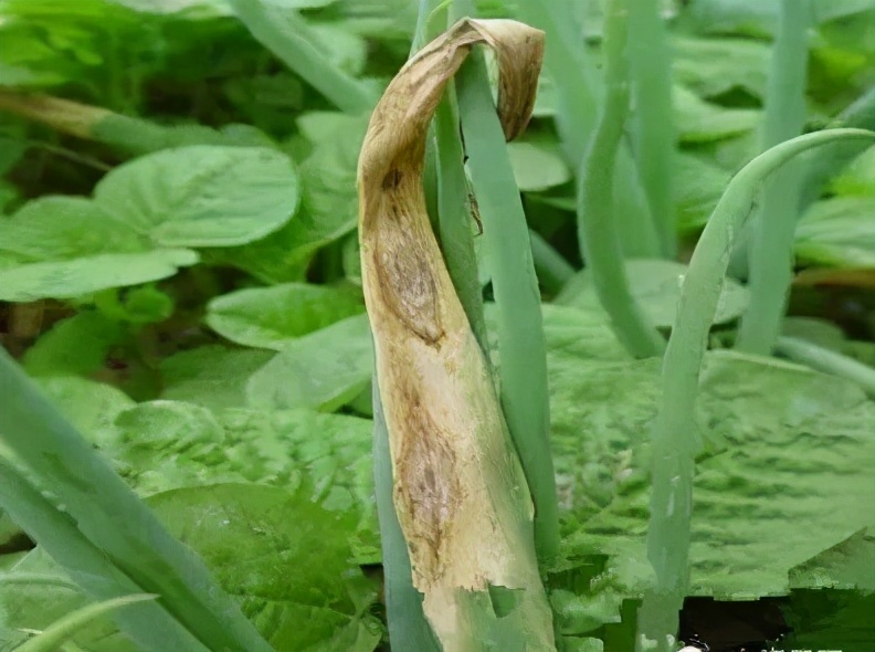 生物防治韭菜大葱病虫害,虫螨腈对大葱的病虫害防治
