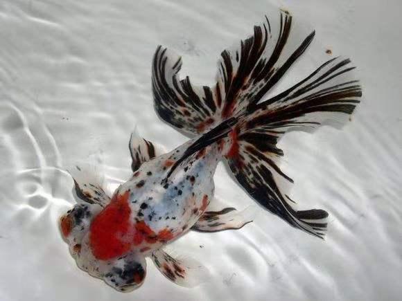 网上购买20条金鱼靠谱吗,网上看见喜欢的金鱼