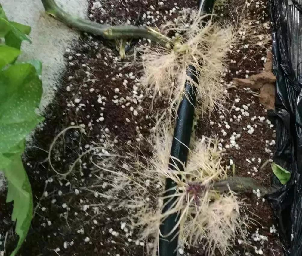 抢名额，19期中国无土栽培和土壤种植技术升级集成培训会