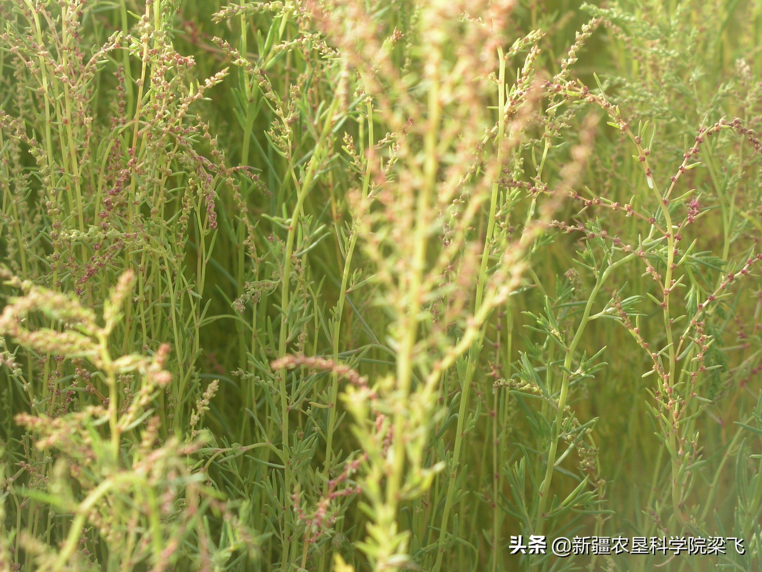 盐碱地碱蓬用海水灌溉吗,盐碱地种植碱蓬有收益吗