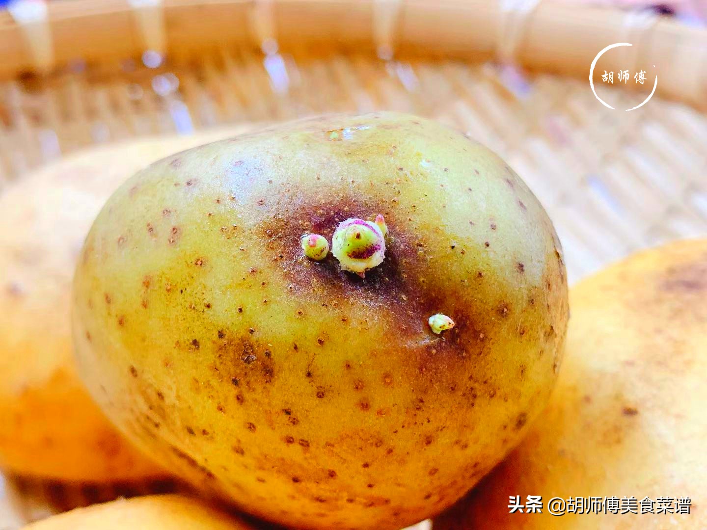 发芽的土豆真的吃不得吗,发芽的土豆真的不可以吃了吗