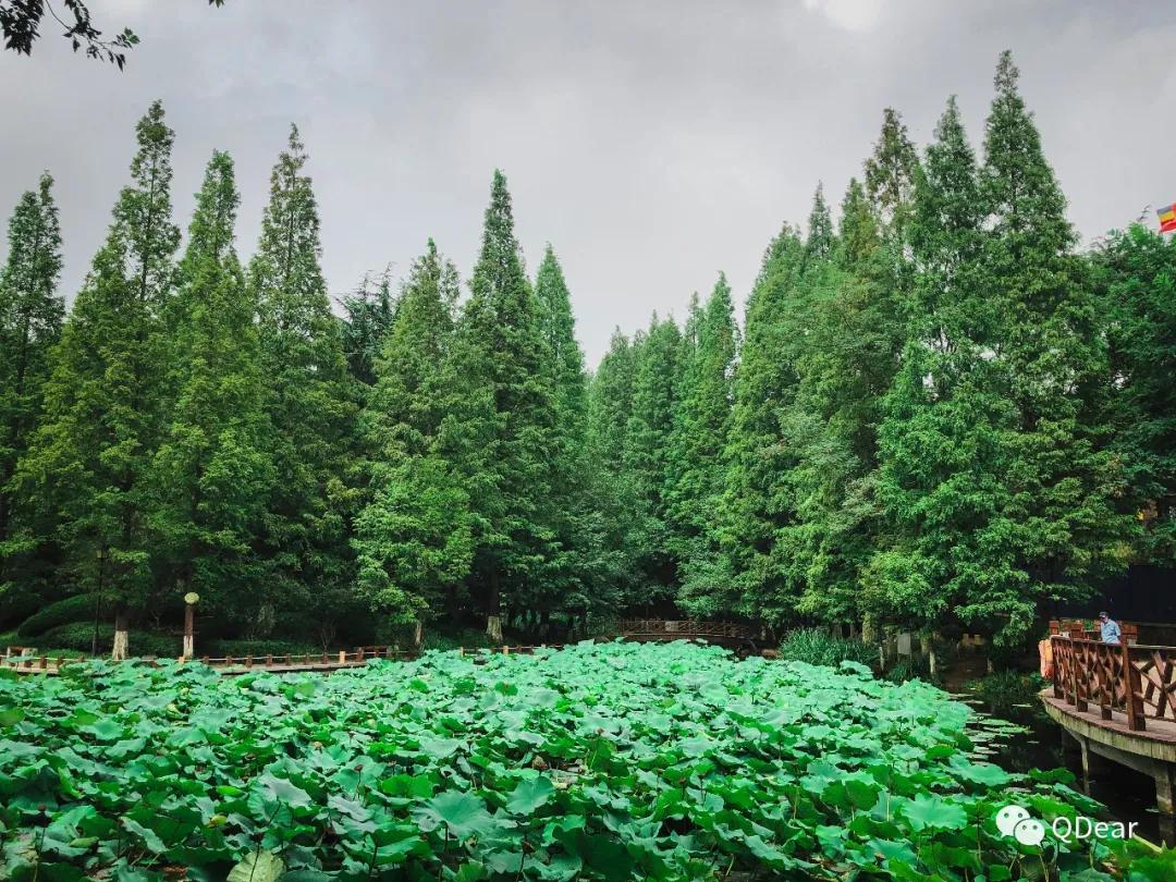 青岛景点春节免费开放通知,青岛六十岁老人去哪些景点免费