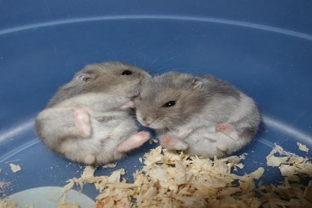 仓鼠用什么东西能做磨牙棒更省钱,如何给仓鼠做磨牙棒无五谷粉