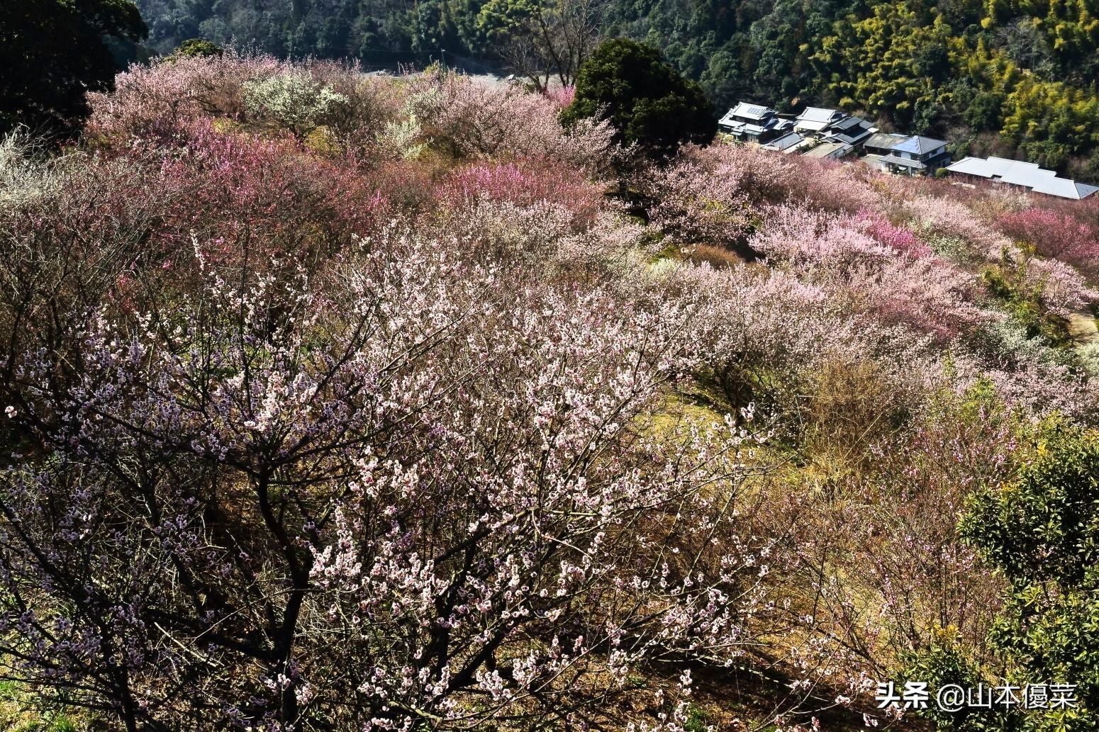 不先一步感受春天的到来吗日本全国华丽的梅花名胜