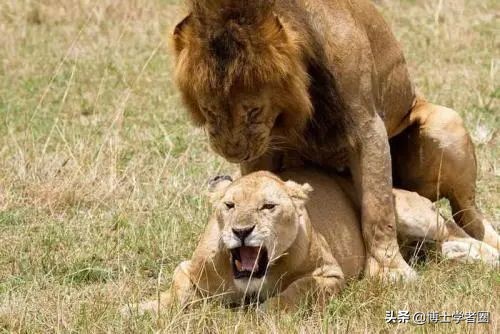 母狮一天发情40次,还追着公狮咬蛋蛋?根本不是这样啊....