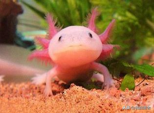 暴躁又可爱的六角恐龙,诡异的六角恐龙长什么样子