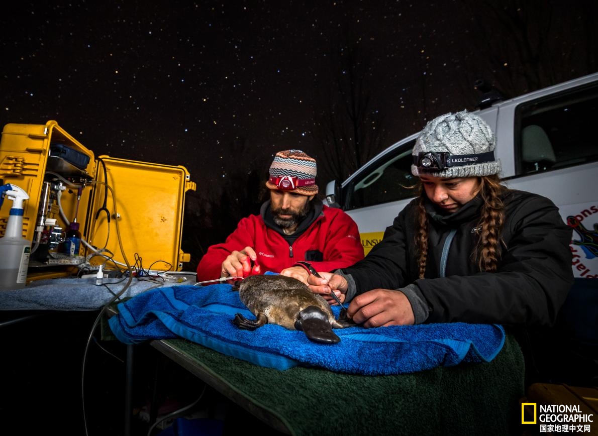 鸭嘴兽可能还存在吗,鸭嘴兽有毒为什么还要濒临灭绝
