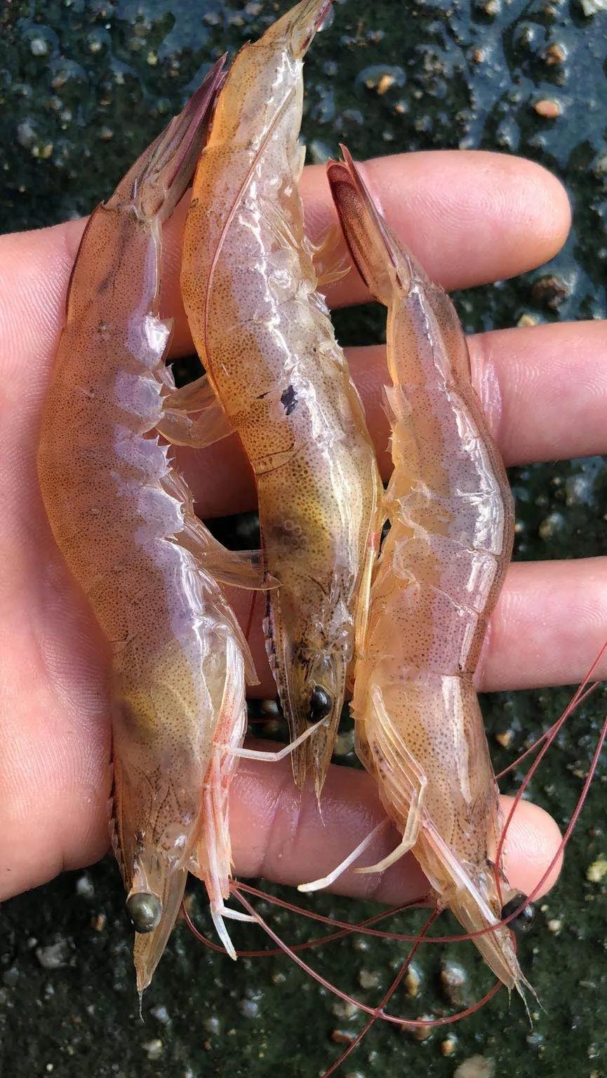 工厂化对虾纤毛虫怎么预防,养殖日本对虾需定期下纤毛虫药吗